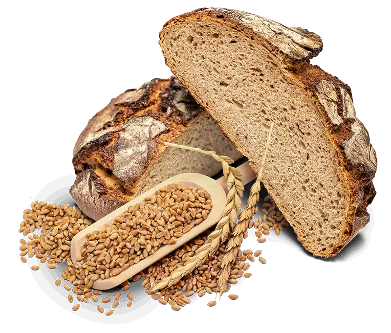 Brot mit knuspriger Kruste, aufgeschnitten